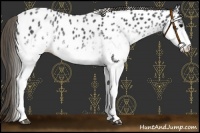 Horse Color:White Spotted Smoky Black Appaloosa Rabicano 