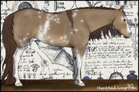 Horse Color:White Spotted Liver Red Dun