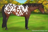 Horse Color:Bay Near Leopard