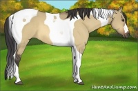 Horse Color:Buckskin Dun Tobiano 