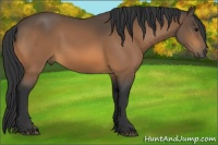 Horse Color:Buckskin Rabicano 