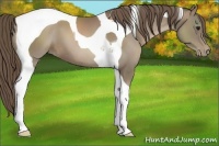 Horse Color:Black Pearl Tobiano 