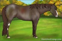 Horse Color:Liver Chestnut Sabino Frame 