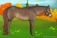 Horse Color:Liver Chestnut Sabino 