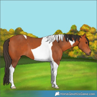 Horse Color:Bay Tobiano 