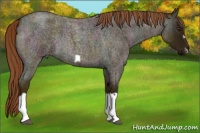 Horse Color:Midnight Red Dun Roan Splash Frame Rabicano