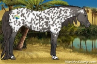 Horse Color:Grullo Appaloosa 