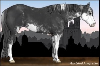 Horse Color:Black Sabino