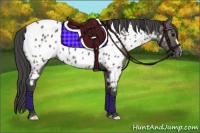 Horse Color:Grullo Near Leopard 