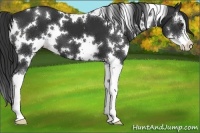 Horse Color:White Spotted Liver Chestnut Sabino
