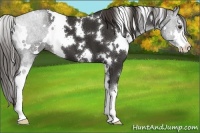 Horse Color:White Spotted Liver Chestnut Sabino 