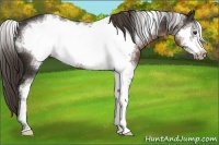 Horse Color:White Spotted Liver Chestnut Sabino Frame 