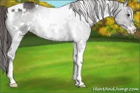 Horse Color:White Spotted Liver Chestnut Sabino 