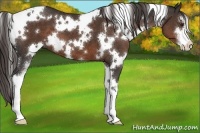 Horse Color:White Spotted Liver Chestnut Sabino 