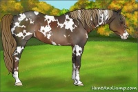 Horse Color:White Spotted Liver Chestnut Sabino 