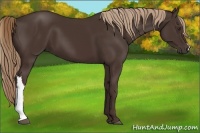 Horse Color:Liver Chestnut 