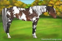 Horse Color:White Spotted Liver Chestnut Appaloosa 