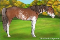 Horse Color:Liver Chestnut Sabino 