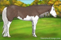 Horse Color:Silver Black Splash