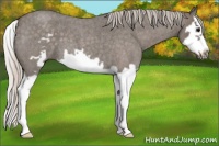 Horse Color:Silver Blue Roan Splash Frame 