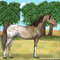 Horse Color:Liver Red Dun Appaloosa 