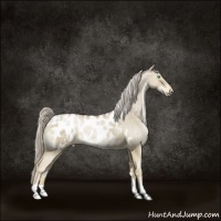 Horse Color:Chocolate Palomino Pearl Dun Appaloosa 