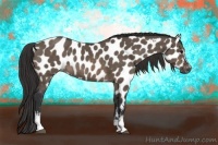 Horse Color:White Spotted Brown Dun Appaloosa 