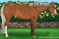 Horse Color:Silver Bay 