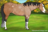 Horse Color:Bay Splash