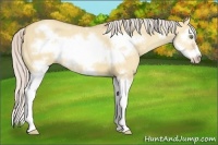 Horse Color:Silver Amber Champagne Dun Splash Frame 