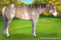 Horse Color:White Spotted Buckskin Splash 