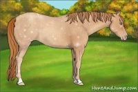 Horse Color:Gold Champagne