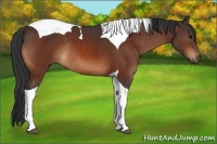 Horse Color:Bay Tobiano Rabicano