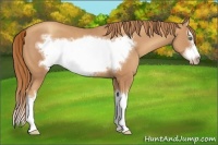 Horse Color:Gold Champagne Sabino Splash Frame