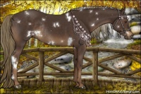 Horse Color:White Spotted Liver Chestnut Rabicano 