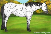 Horse Color:Blue Roan Near Leopard 