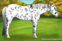 Horse Color:White Spotted Blue Roan Appaloosa 