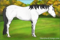 Horse Color:Blue Roan Near Fewspot 