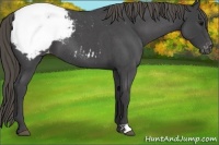 Horse Color:Smoky Blue Roan Appaloosa 