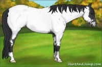 Horse Color:Blue Roan Appaloosa 