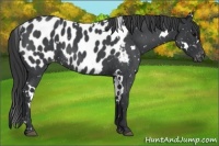 Horse Color:White Spotted Blue Roan Appaloosa