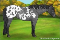 Horse Color:Blue Roan Appaloosa 