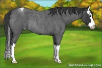 Horse Color:Blue Roan Splash Varnish Rabicano 