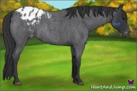 Horse Color:Blue Roan Appaloosa