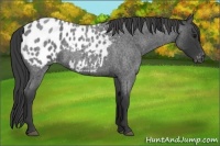Horse Color:Blue Roan Appaloosa 