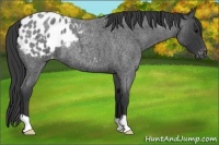 Horse Color:Blue Roan Appaloosa 