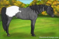 Horse Color:Blue Roan Snowcap 