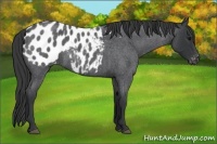 Horse Color:Blue Roan Appaloosa Rabicano 