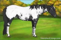 Horse Color:White Spotted Black Snowcap 