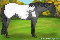 Horse Color:Blue Roan Appaloosa 